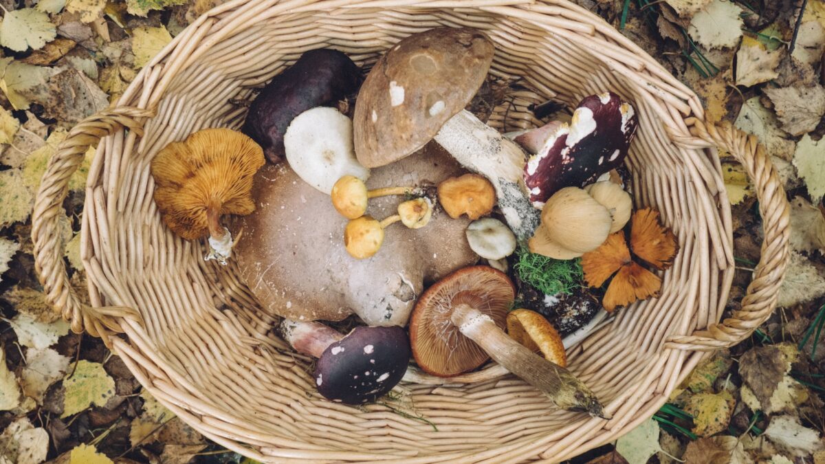 Funghi